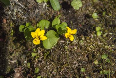 Fotografia da espécie Viola biflora