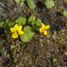 Fotografia 13 da espécie Viola biflora do Jardim Botânico UTAD