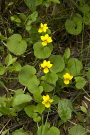 Fotografia da espécie Viola biflora