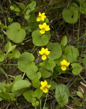 Fotografia 14 da espécie Viola biflora no Jardim Botânico UTAD