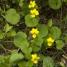 Fotografia 14 da espécie Viola biflora do Jardim Botânico UTAD