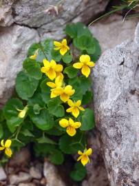 Fotografia da espécie Viola biflora