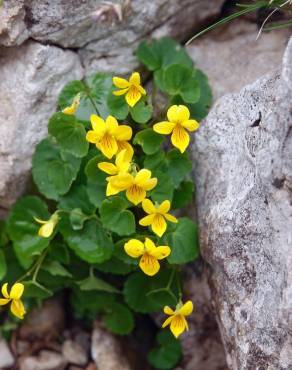 Fotografia 1 da espécie Viola biflora no Jardim Botânico UTAD