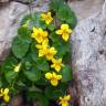 Fotografia 1 da espécie Viola biflora do Jardim Botânico UTAD