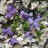 Fotografia 7 da espécie Viola hirta do Jardim Botânico UTAD