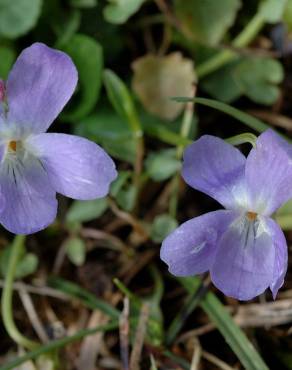 Fotografia 8 da espécie Viola hirta no Jardim Botânico UTAD