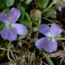 Fotografia 8 da espécie Viola hirta do Jardim Botânico UTAD