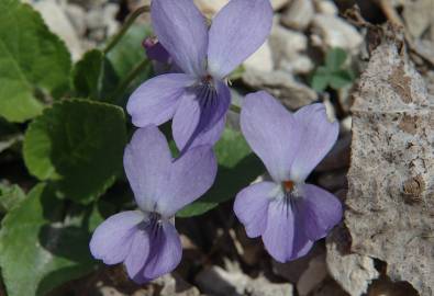 Fotografia da espécie Viola hirta