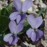 Fotografia 9 da espécie Viola hirta do Jardim Botânico UTAD