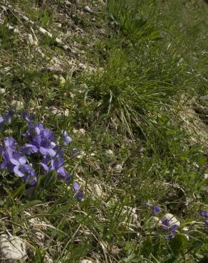 Fotografia 10 da espécie Viola hirta no Jardim Botânico UTAD