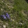 Fotografia 10 da espécie Viola hirta do Jardim Botânico UTAD