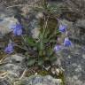 Fotografia 11 da espécie Viola hirta do Jardim Botânico UTAD