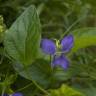 Fotografia 12 da espécie Viola hirta do Jardim Botânico UTAD