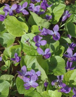 Fotografia 13 da espécie Viola odorata no Jardim Botânico UTAD