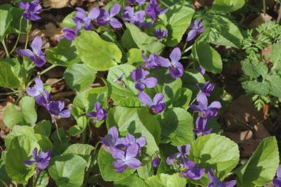 Fotografia da espécie Viola odorata