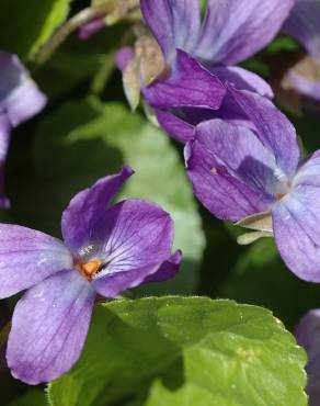 Fotografia 14 da espécie Viola odorata no Jardim Botânico UTAD