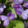 Fotografia 14 da espécie Viola odorata do Jardim Botânico UTAD