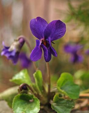 Fotografia 1 da espécie Viola odorata no Jardim Botânico UTAD