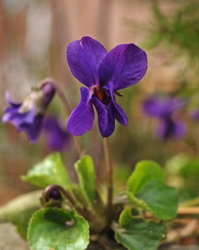 Fotografia de capa Viola odorata - do Jardim Botânico