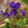Fotografia 1 da espécie Viola odorata do Jardim Botânico UTAD