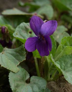 Fotografia 15 da espécie Viola odorata no Jardim Botânico UTAD