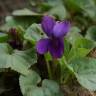 Fotografia 15 da espécie Viola odorata do Jardim Botânico UTAD