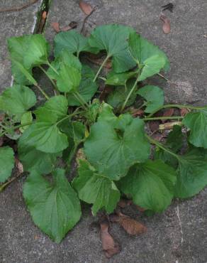 Fotografia 16 da espécie Viola odorata no Jardim Botânico UTAD