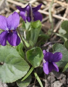 Fotografia 17 da espécie Viola odorata no Jardim Botânico UTAD
