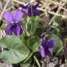 Fotografia 17 da espécie Viola odorata do Jardim Botânico UTAD