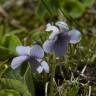 Fotografia 6 da espécie Viola palustris subesp. palustris do Jardim Botânico UTAD