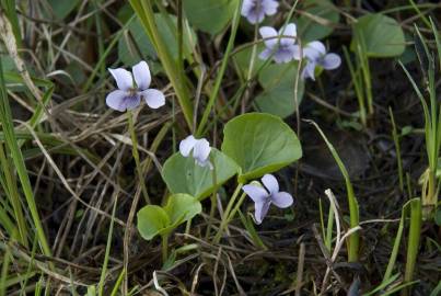 Fotografia da espécie Viola palustris subesp. palustris