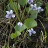 Fotografia 7 da espécie Viola palustris subesp. palustris do Jardim Botânico UTAD