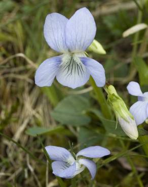 Fotografia 8 da espécie Viola palustris subesp. palustris no Jardim Botânico UTAD