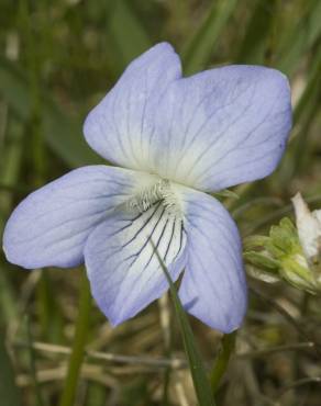 Fotografia 9 da espécie Viola palustris subesp. palustris no Jardim Botânico UTAD