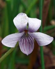Fotografia da espécie Viola palustris