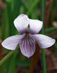 Viola palustris subesp. palustris