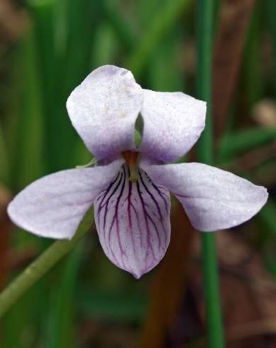 Fotografia de capa Viola palustris subesp. palustris - do Jardim Botânico