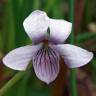 Fotografia 1 da espécie Viola palustris subesp. palustris do Jardim Botânico UTAD