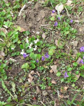 Fotografia 10 da espécie Viola suavis no Jardim Botânico UTAD