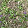 Fotografia 10 da espécie Viola suavis do Jardim Botânico UTAD