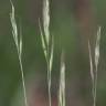 Fotografia 6 da espécie Vulpia bromoides do Jardim Botânico UTAD