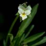 Fotografia 13 da espécie Viola arvensis do Jardim Botânico UTAD