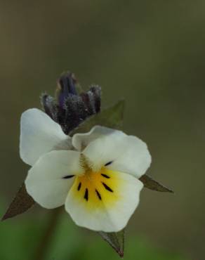 Fotografia 14 da espécie Viola arvensis no Jardim Botânico UTAD