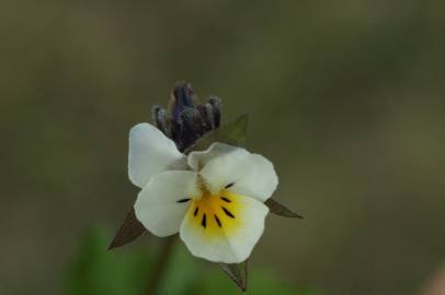 Fotografia da espécie Viola arvensis