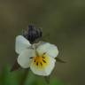 Fotografia 14 da espécie Viola arvensis do Jardim Botânico UTAD