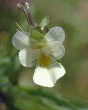 Fotografia da espécie Viola arvensis