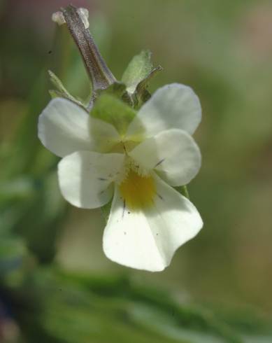 Fotografia de capa Viola arvensis - do Jardim Botânico