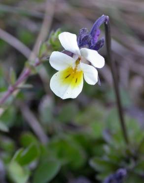 Fotografia 15 da espécie Viola arvensis no Jardim Botânico UTAD