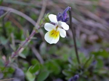 Fotografia da espécie Viola arvensis