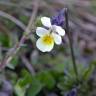 Fotografia 15 da espécie Viola arvensis do Jardim Botânico UTAD